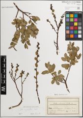 Foto von Salix myrsinifolia Salisb.
